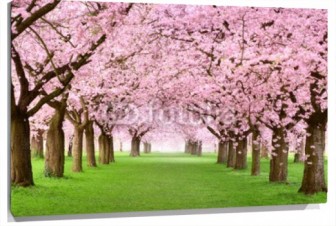 Lienzo Camino bosque en flor
